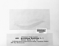 Puccinia pulverulenta image